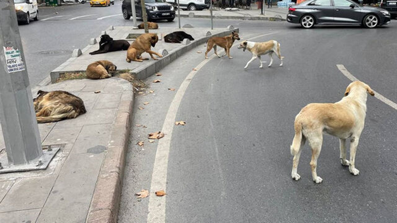 Sokağa bırakılan köpekler için ağır para cezası: Valilik açıkladı