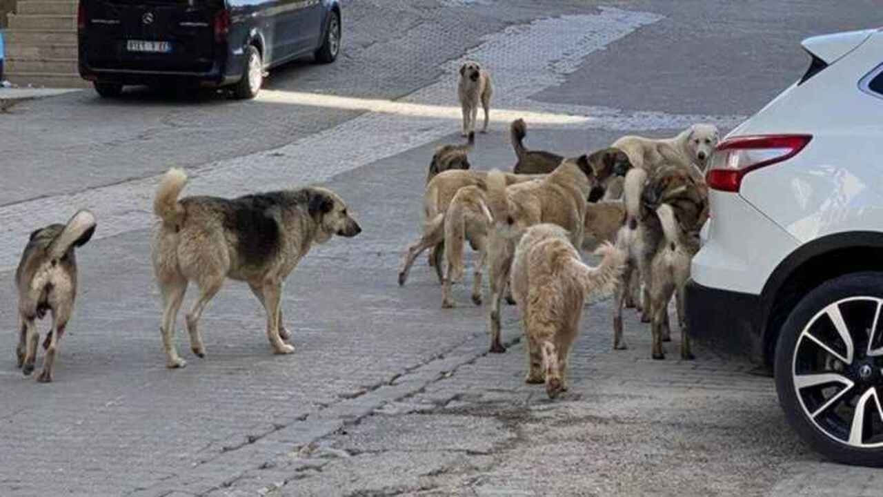 Bakanlık harekete geçti! Başıboş köpekler için yeni adım Bakanlık harekete geçti! Başıboş köpekler için yeni adım