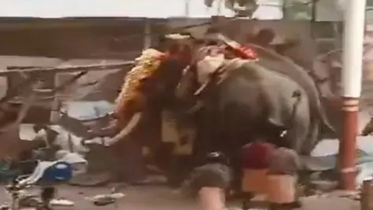 Havai fişeklerden ürken filler dehşet saçtı! Ölü ve çok sayıda yaralı var Havai fişeklerden ürken filler dehşet saçtı! Ölü ve çok sayıda yaralı var