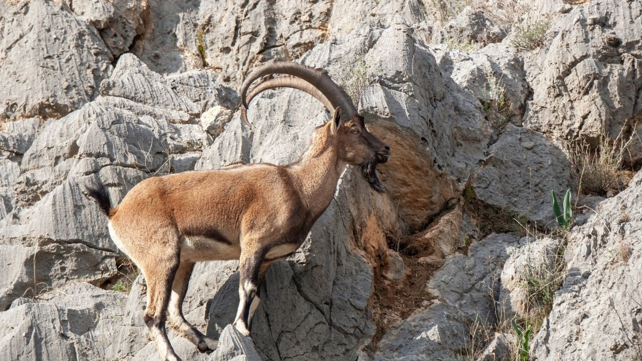 Av sezonu kapanıyor! Avlanma yasağına uymayana ağır ceza uygulanacak Av sezonu kapanıyor! Avlanma yasağına uymayana ağır ceza uygulanacak
