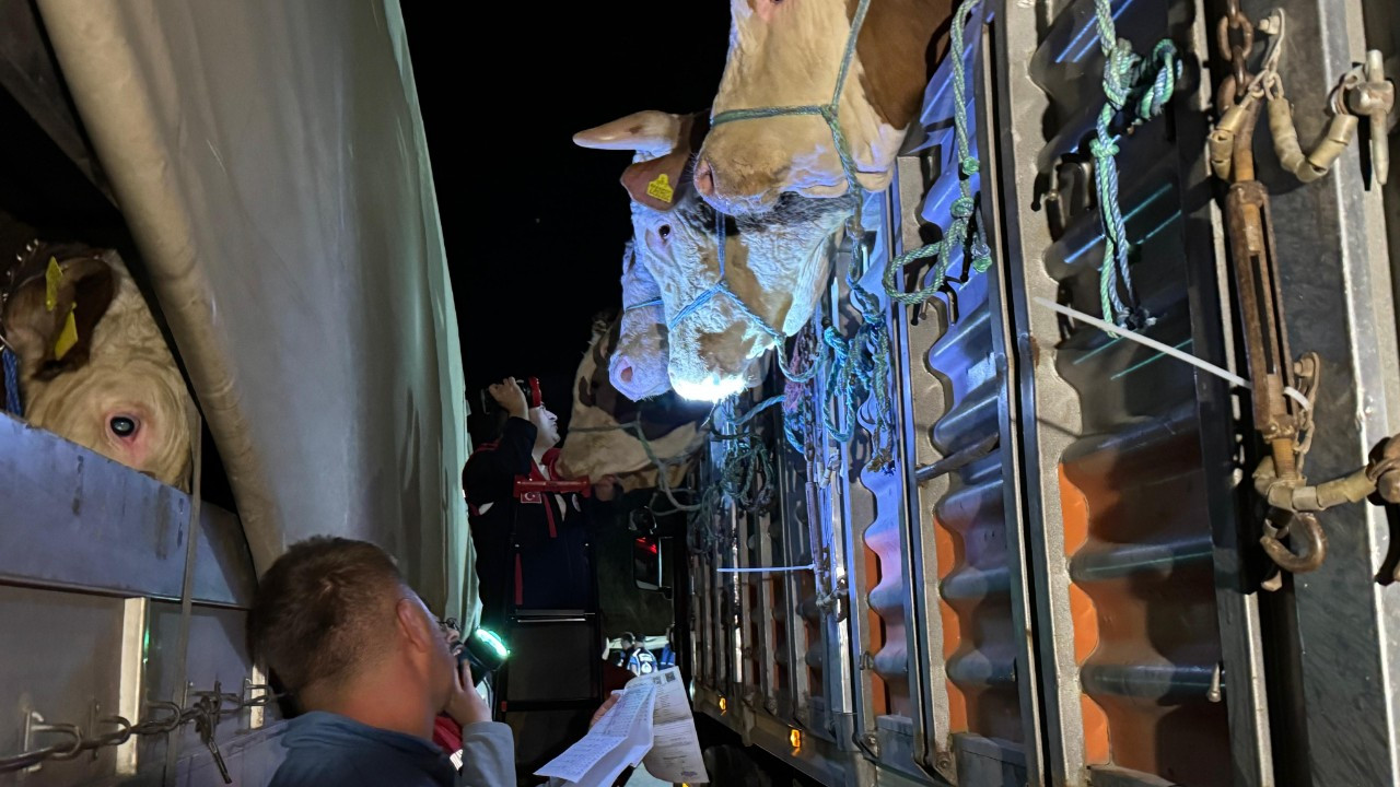 Kurbanlıklar İstanbul’a girmeye başladı: 5 noktada kontrol