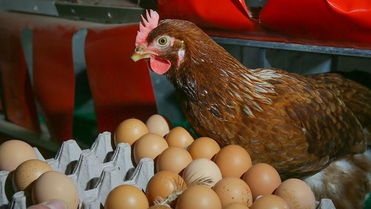 Yumurtada duble ucuzladı, kılavuz zamlandı Yumurtada duble ucuzladı, kılavuz zamlandı