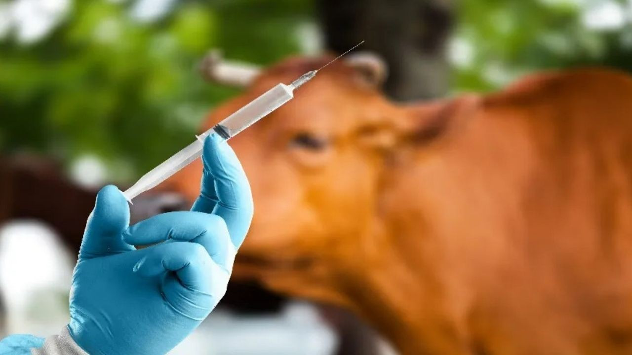Güney Kore’de dünyanın ilk rekombinant şarbon aşısı geliştirildi