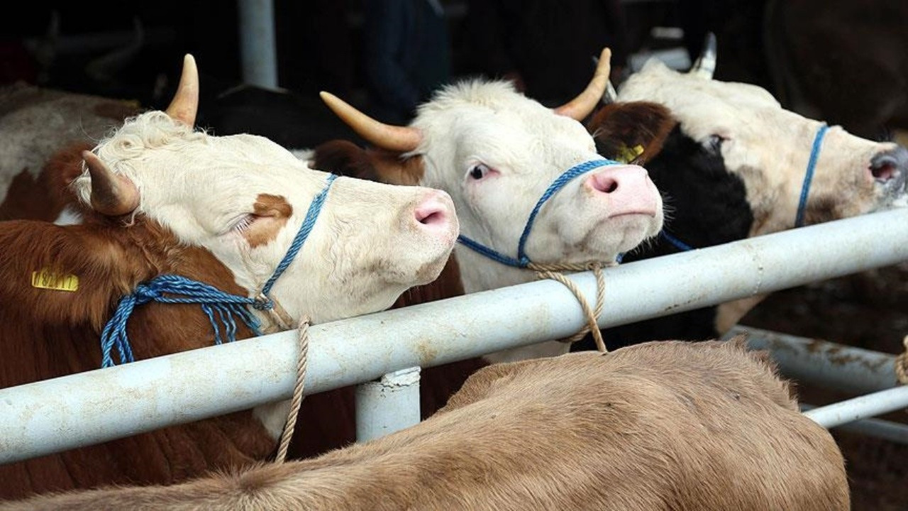 Şap hastalığının ekonomiye zararı yıllık 4,1 milyar dolar