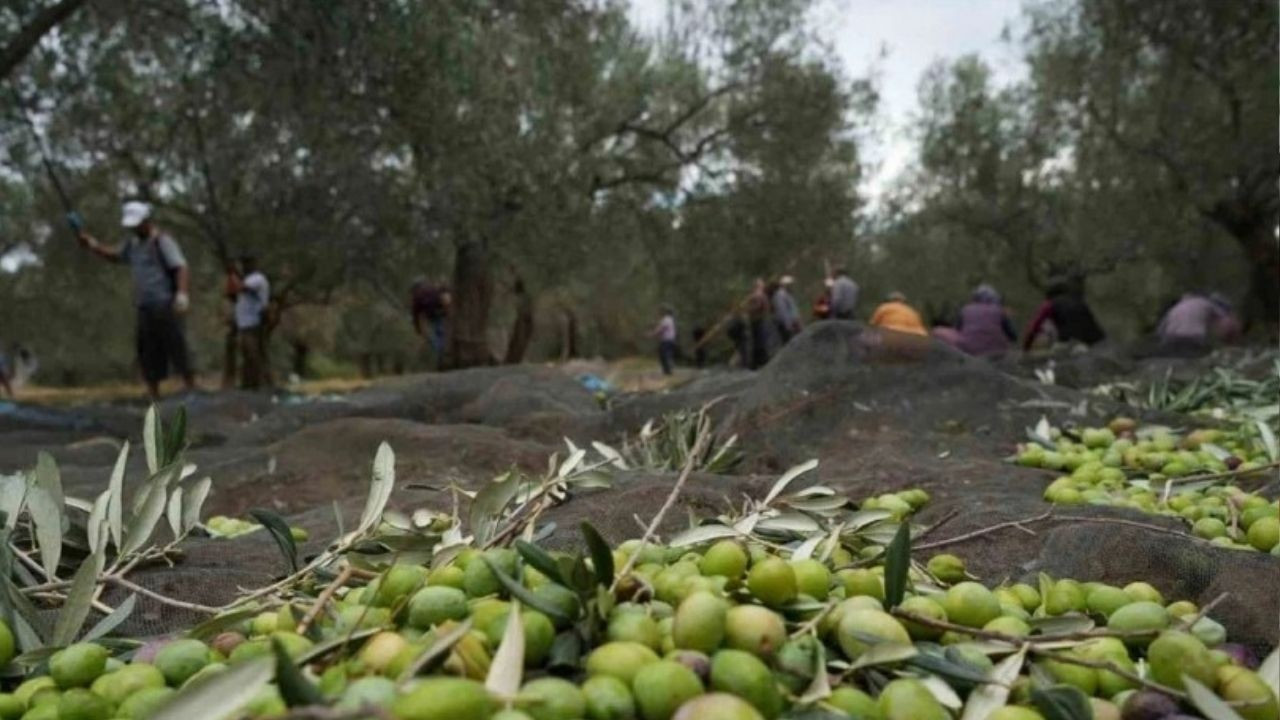 Zeytinlik düzenlemesini içeren torba kanun teklifinin ilk 11 maddesi Meclis’ten geçti Zeytinlik düzenlemesini içeren torba kanun teklifinin ilk 11 maddesi Meclis’ten geçti