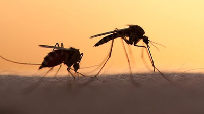 Sivrisinekleri en çok çeken kokunun ne olduğu bulundu