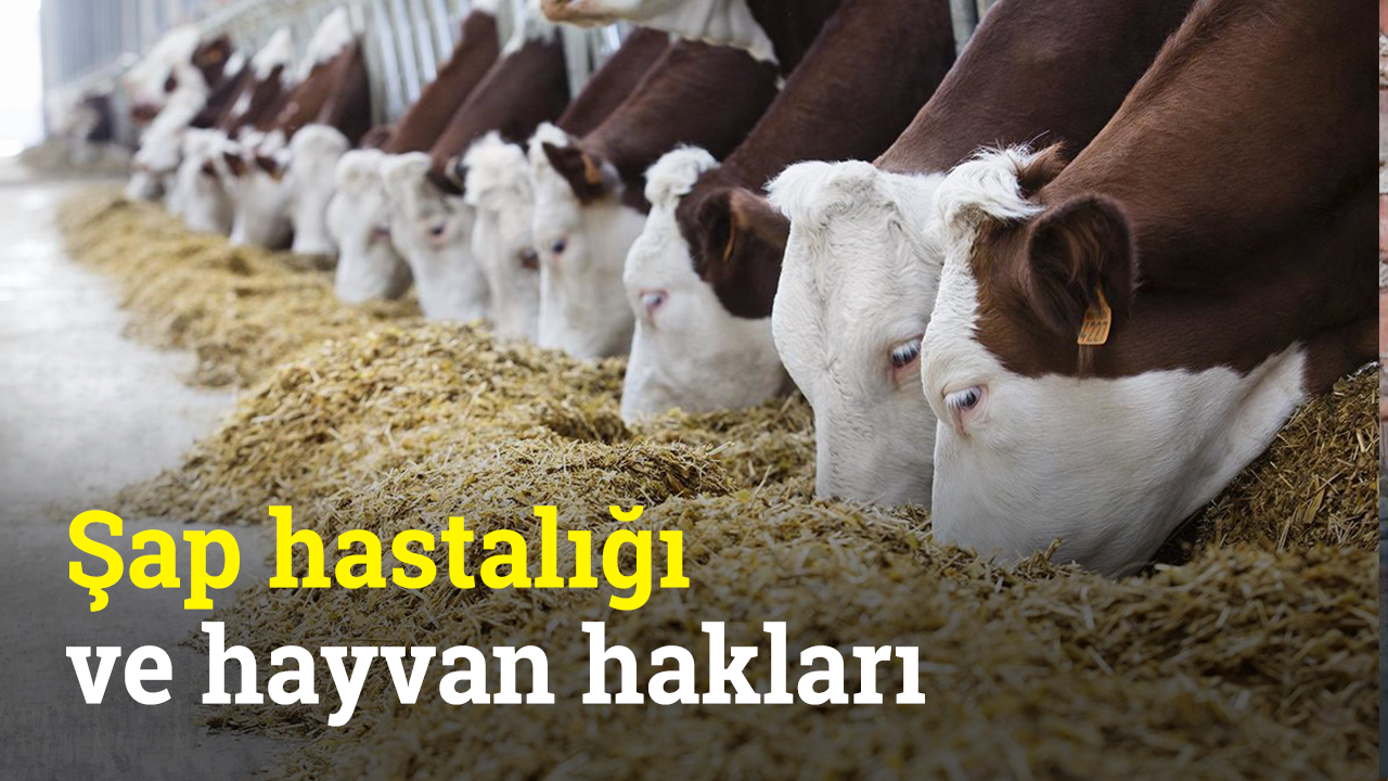 Şap hastalığı ve hayvan hakları | Sürdürülebilir Dünya