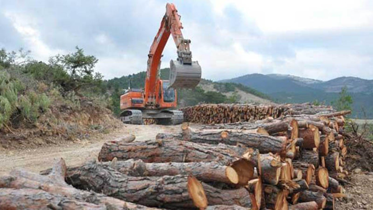 10 milyar dolarlık hedef için endüstriyel orman şart