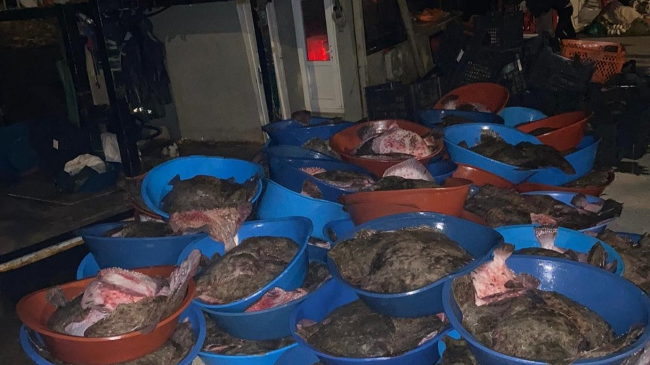 9 ton kalkan balığı ele geçirildi