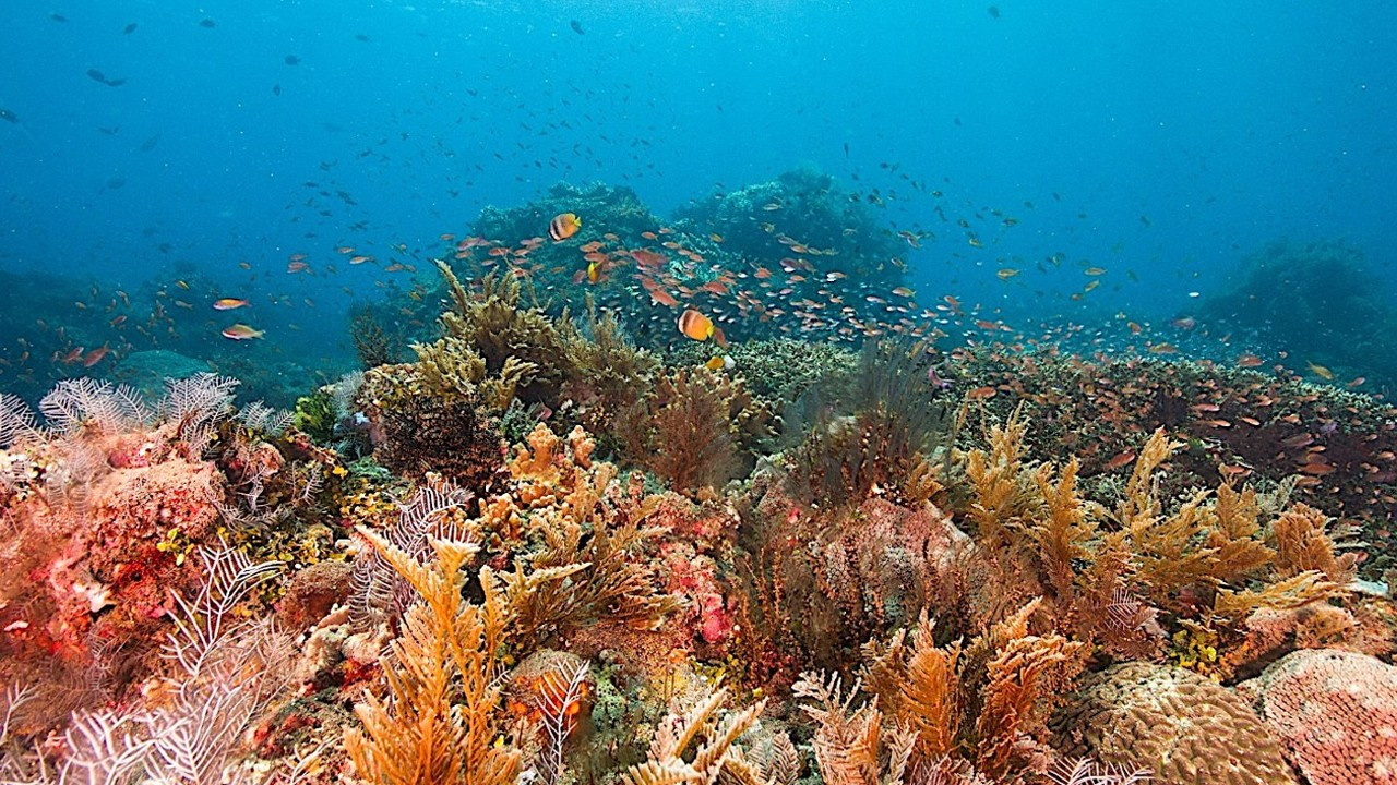 TEMA Vakfı dikkat çekiyor: Mercanlar tamamen yok olma tehlikesi altında
