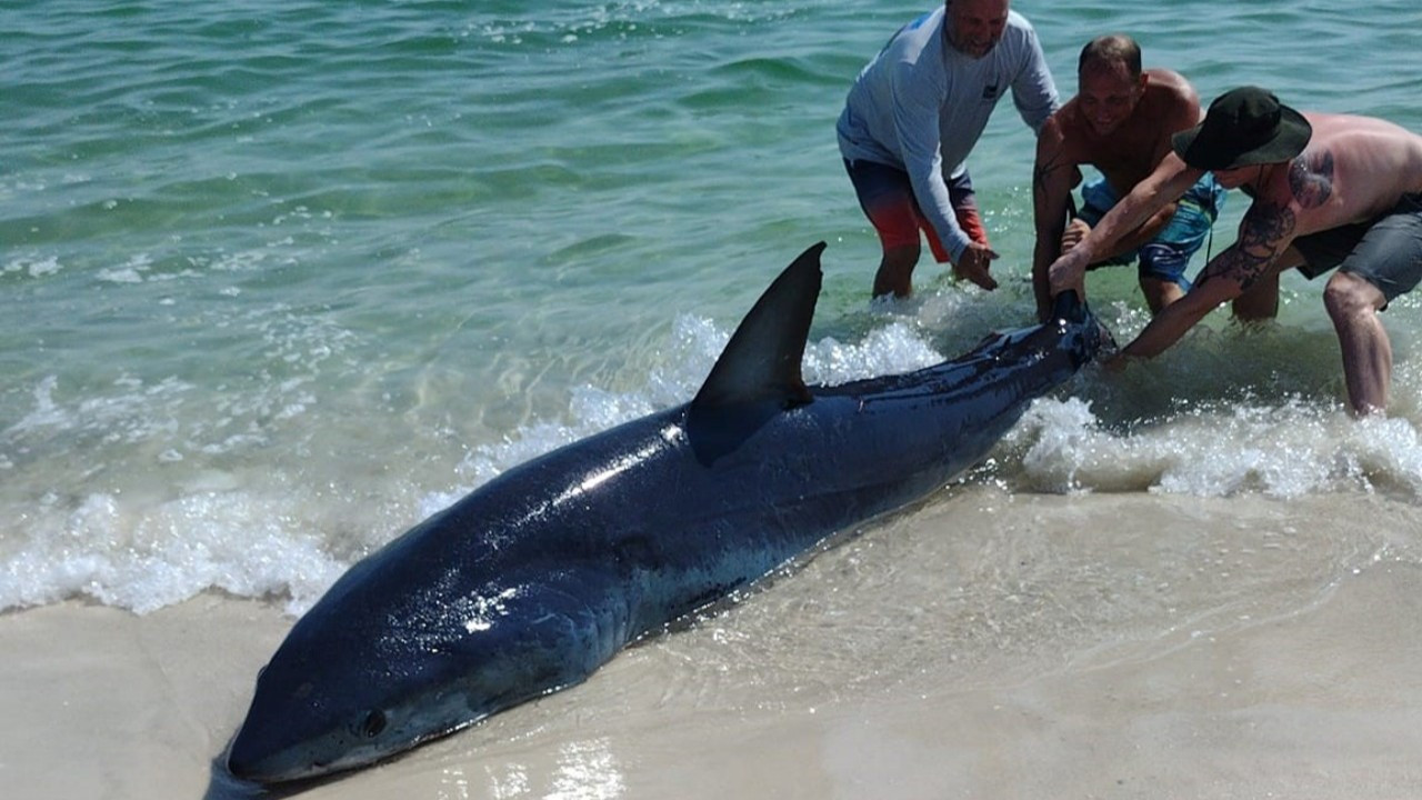 Kıyıya vuran köpek balığını plajdakiler kurtardı