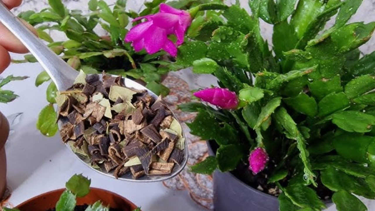 Çiçeğiniz solduysa un haline getirip bundan vermelisiniz - Balkon çiçekleriniz şelale gibi coşacak