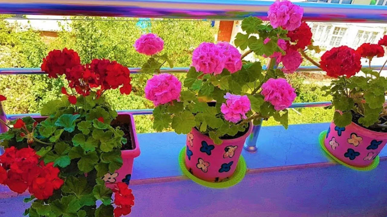 Çiçeğiniz solduysa un haline getirip bundan vermelisiniz - Balkon çiçekleriniz şelale gibi coşacak