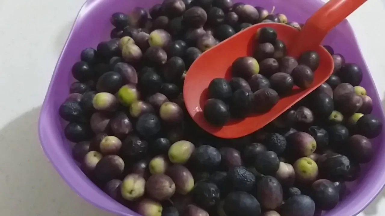 Zeytinin acı aroması nasıl giderilir? Sadece 2 malzemeyle kesin çözüm...