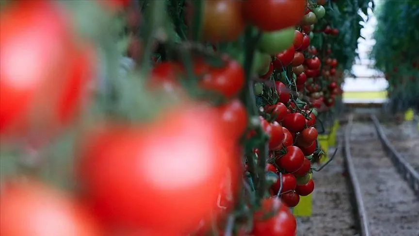 Domates üreticisinin zor sezonu... Bazı üreticiler ürünü tarlada bırakıyor