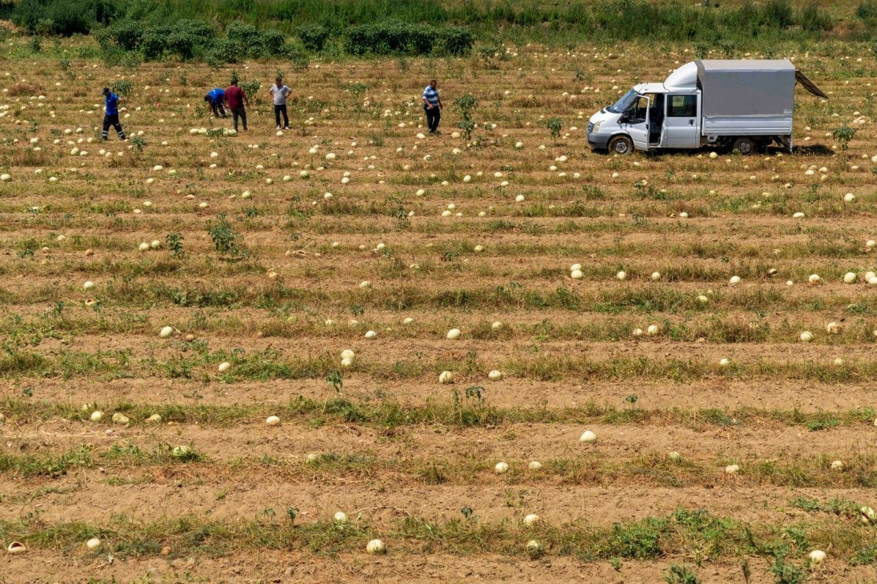 Tireli çiftçi tarlada kalan 3 ton karpuzu hayvanlara bağışladı