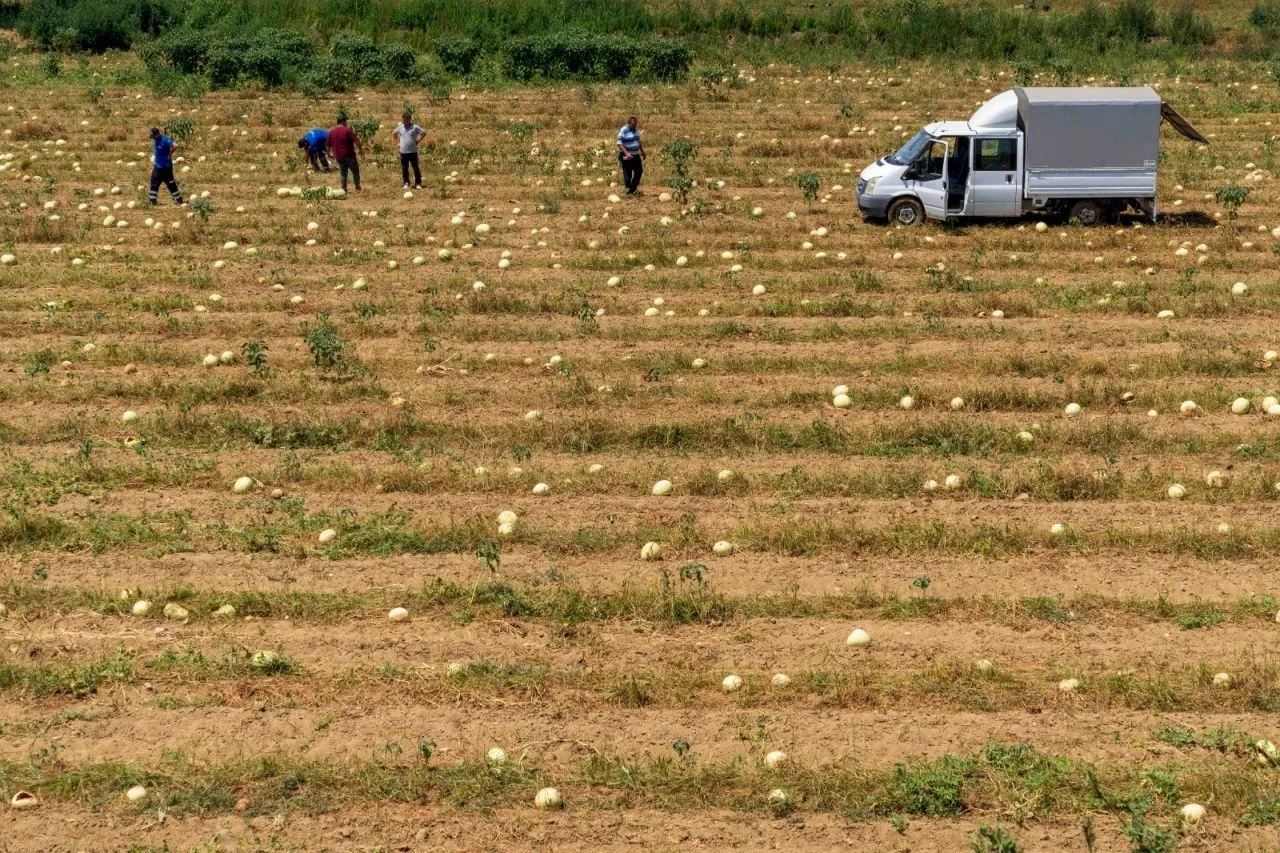Tireli çiftçi tarlada kalan 3 ton karpuzu hayvanlara bağışladı