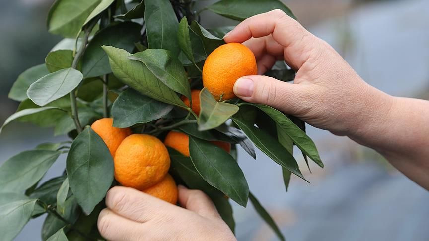 Mandalina küfleniyorsa bu yöntemi deneyin ; Pazardan geldiği gibi taze kalıyor