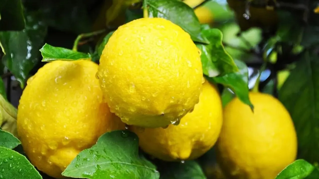 33 yıllık ev hanımı mutfak sırrını açıkladı: Limon kabuklarını sakın çöpe atmayın
