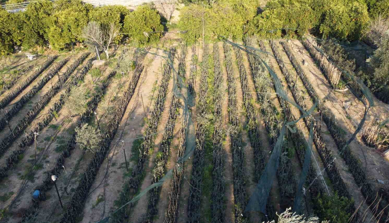 Dağdan topladıkları zeytin fidanlarını aşılayıp verimi yüksek zeytin ağacı ortaya çıkardılar - Ekonomim