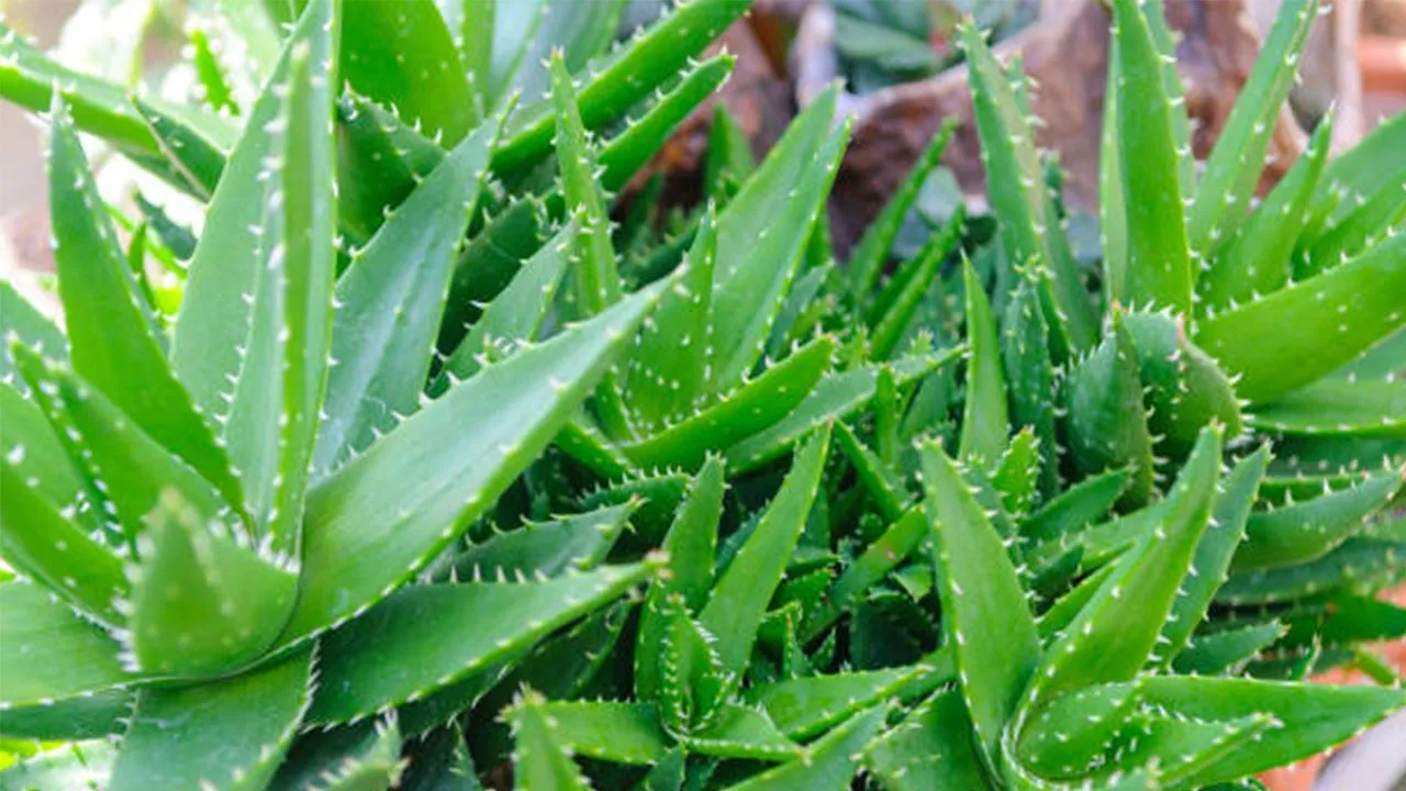 Evde Aloe vera yetiştirme rehberi: Aloe vera nasıl canlandırılır?
