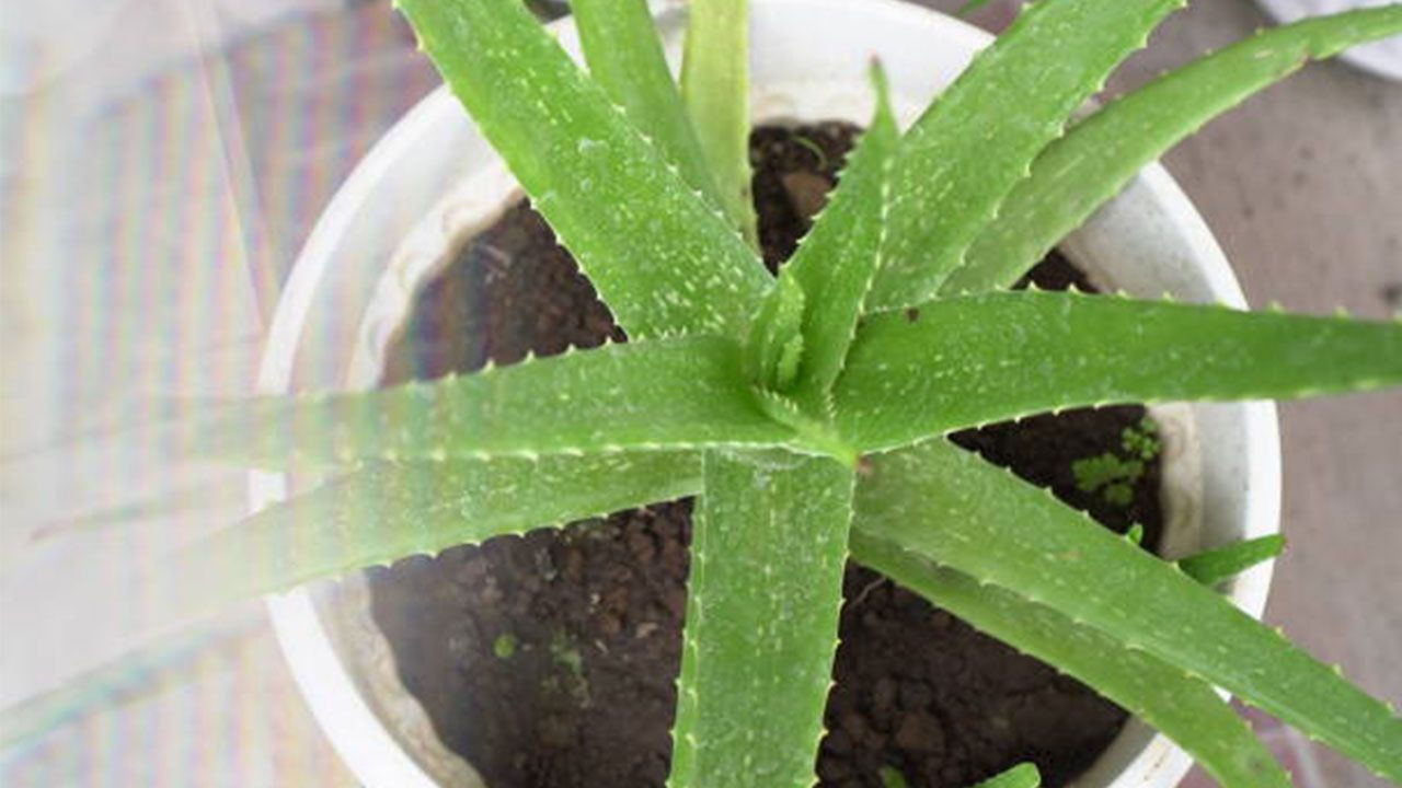 Evde Aloe vera yetiştirme rehberi: Aloe vera nasıl canlandırılır?