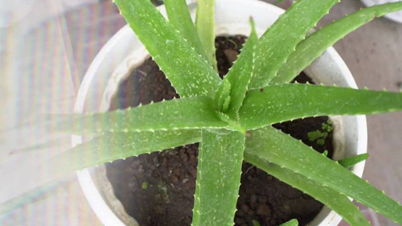 Evde Aloe vera yetiştirme rehberi: Aloe vera nasıl canlandırılır?