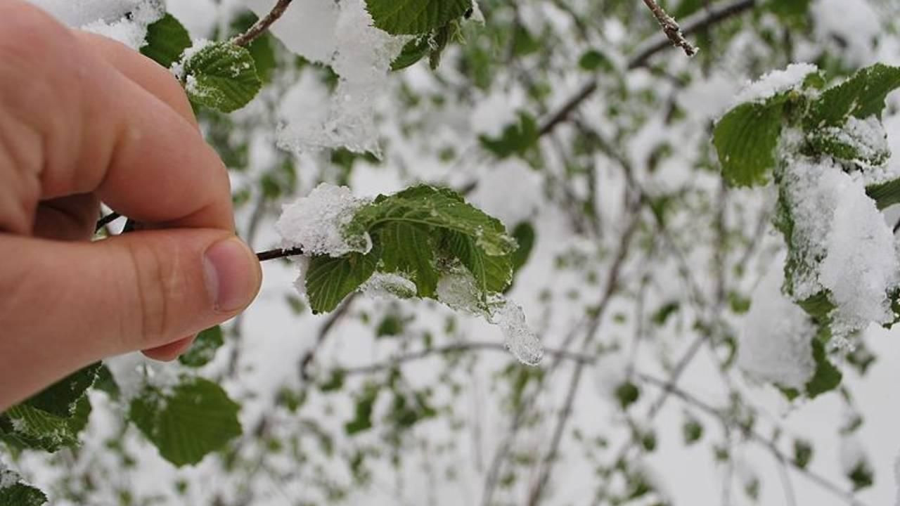 Türkiye'de 81 ilde 'zirai don' alarmı! Uzmanlar "Fiyatlar artacak" diyerek uyardı: Stok yapın