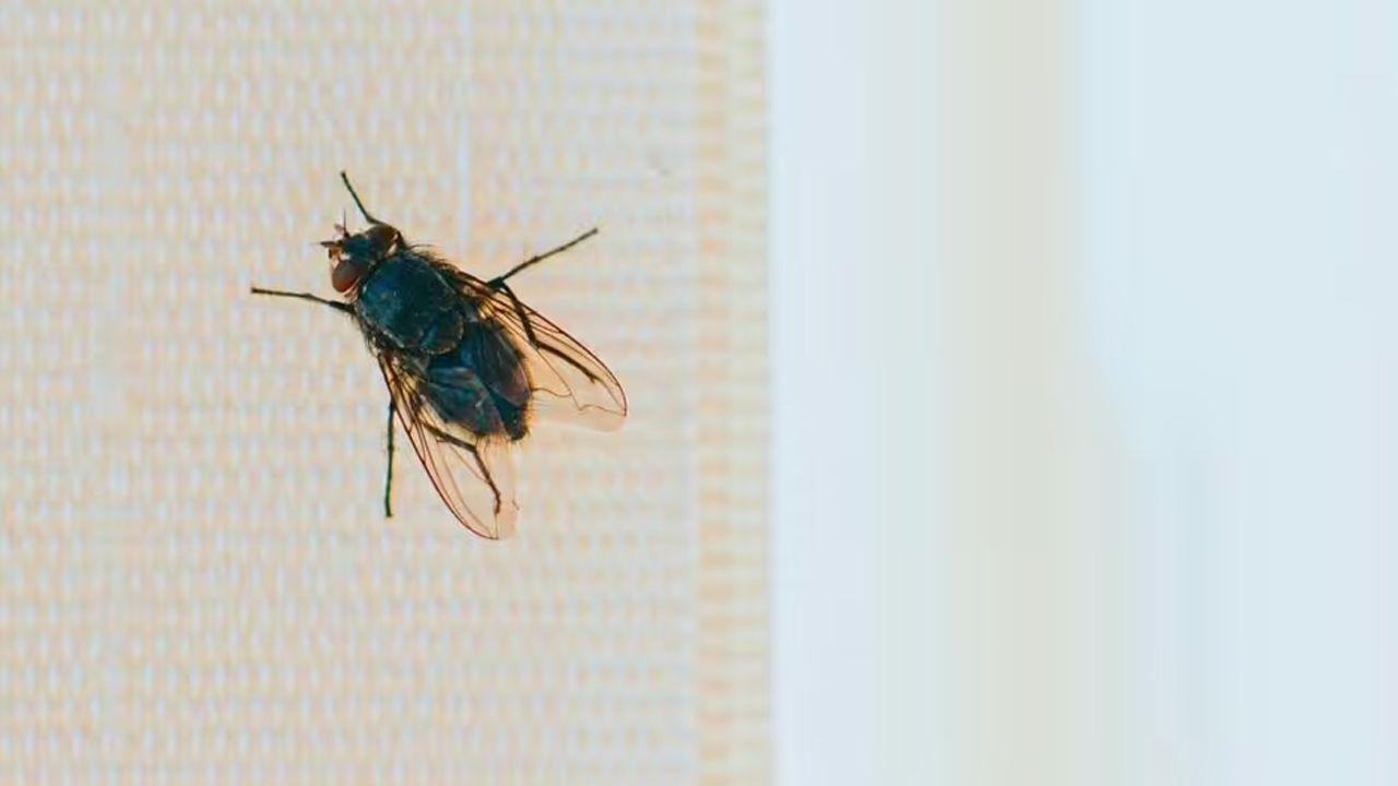 Sineklerin korkulu rüyası! Kimyasala gerek yok; evin etrafına bir kez sıkın, asla yaklaşmıyorlar